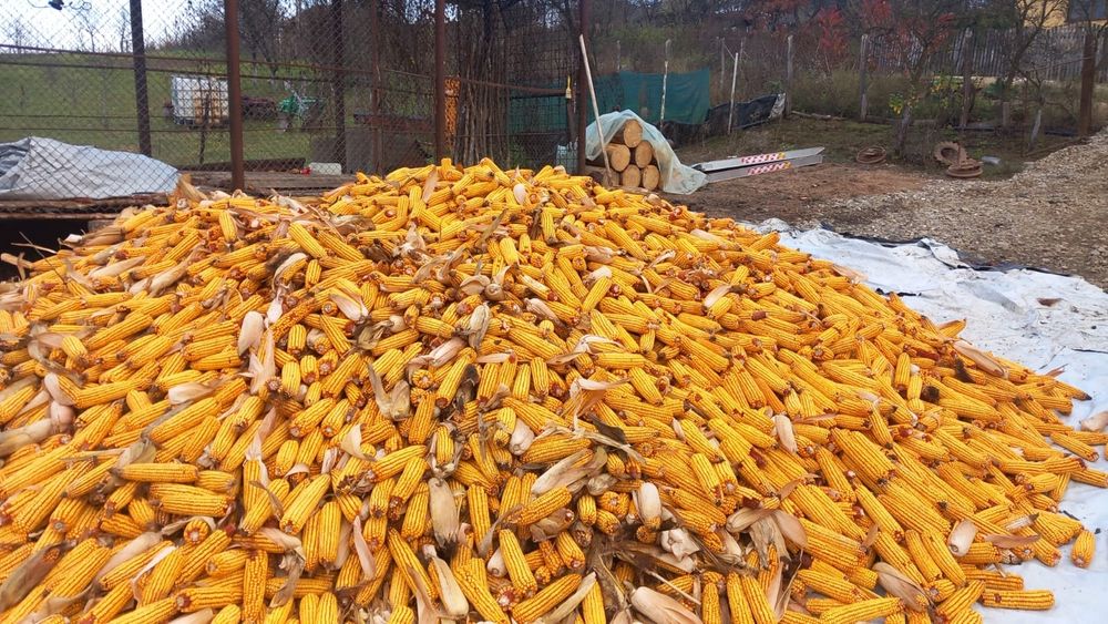 Vând porumb știuleți