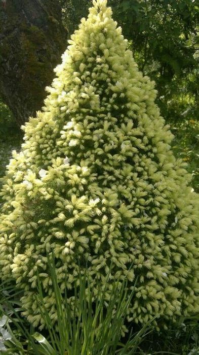 Мини смърч „Daisy's White“