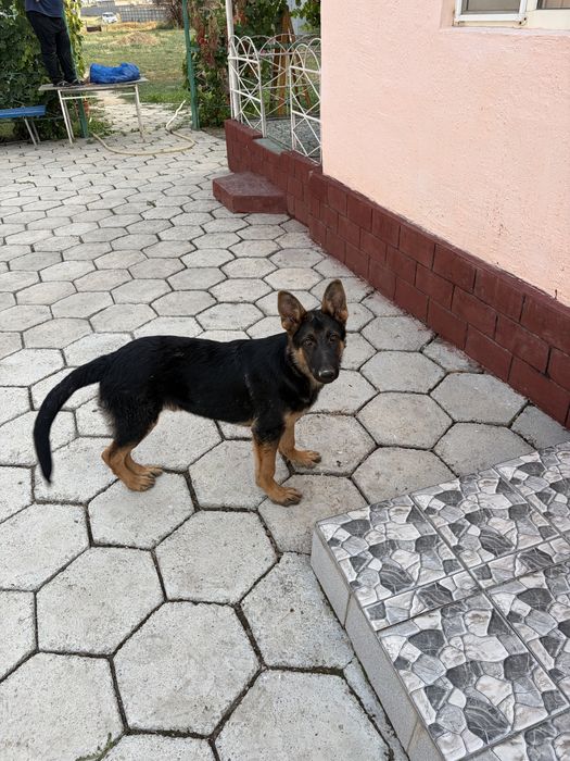 Немецкая овчарка