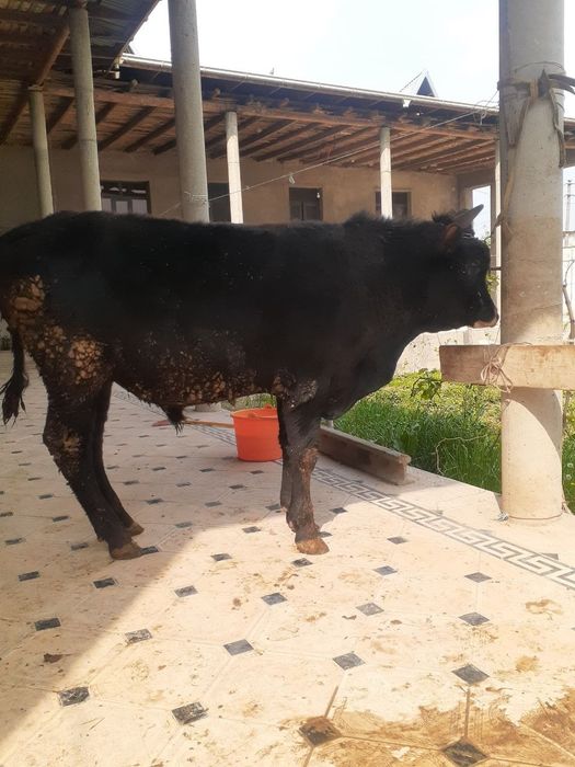 Xoʻkizlar sotiladi 1tasi 8 oylik 1tasi 1.5yosh yeyishi zoʻr 100%