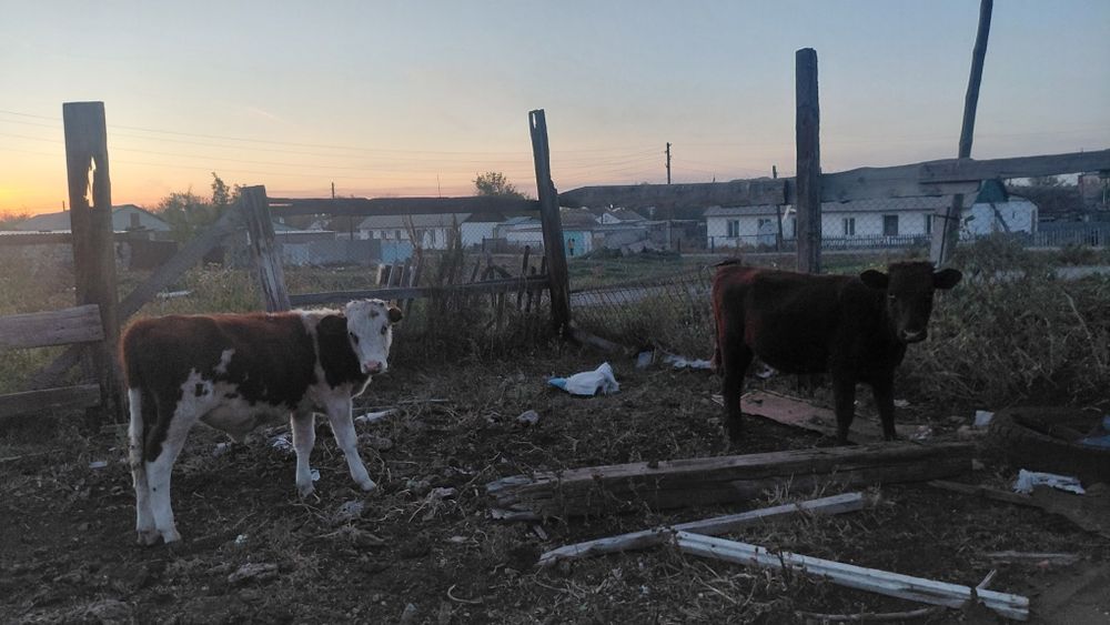 Продаю дойных коров,  и телят