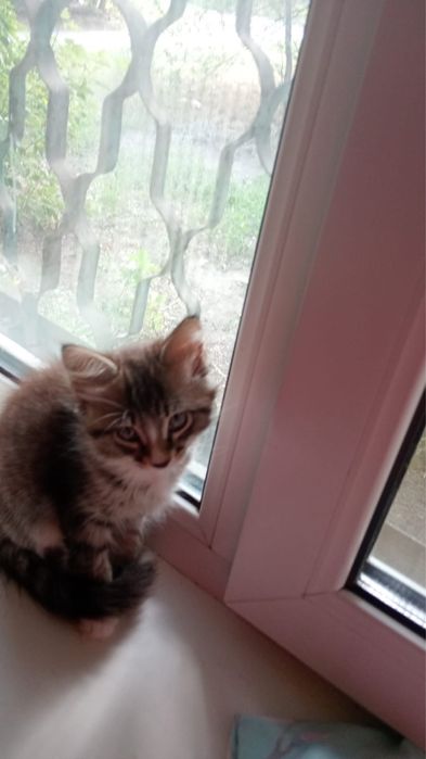 Отдам котят, два котика и кошечка
