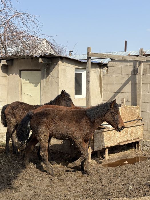 Тай жеребёнок срочно