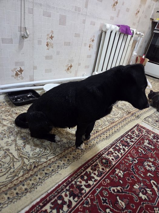 Отдается в добрые руки