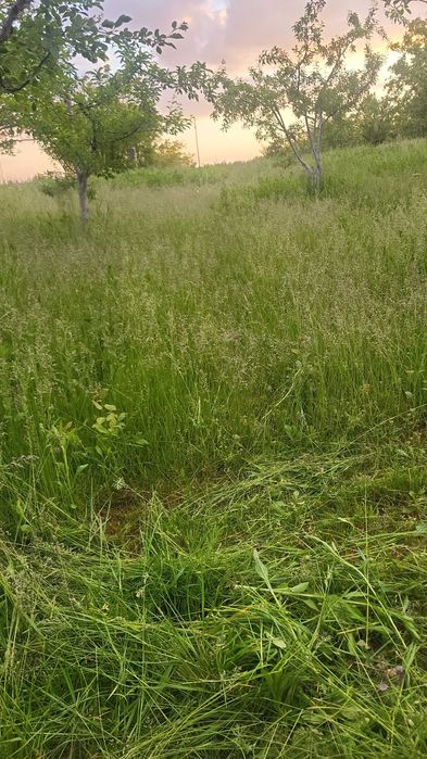 Montaj pavaj amenajari curtii si gradinii defrisat