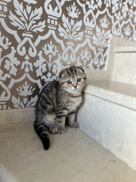 Британски котета