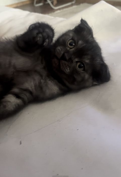 Котенок 2месяца