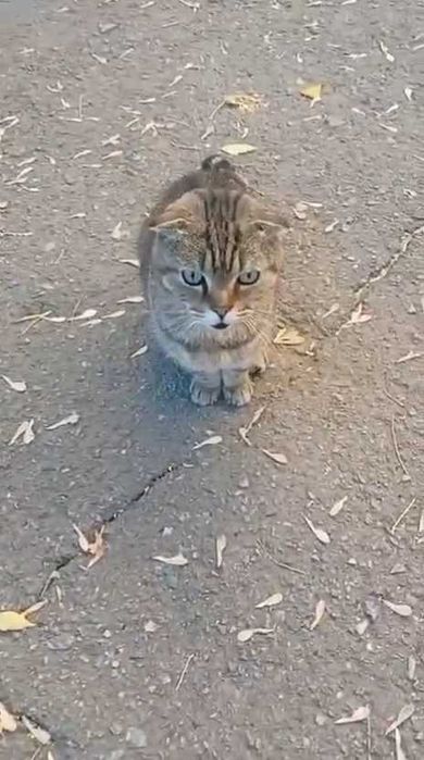 Чей котик? Срочно нужен дом!