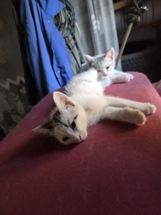 Отдаю котята в добрфе руки