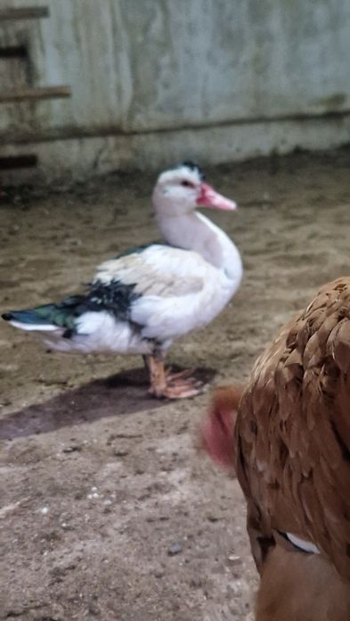 Утки молодые домашние