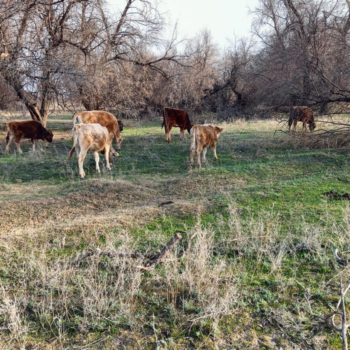 Сиыр корова тана