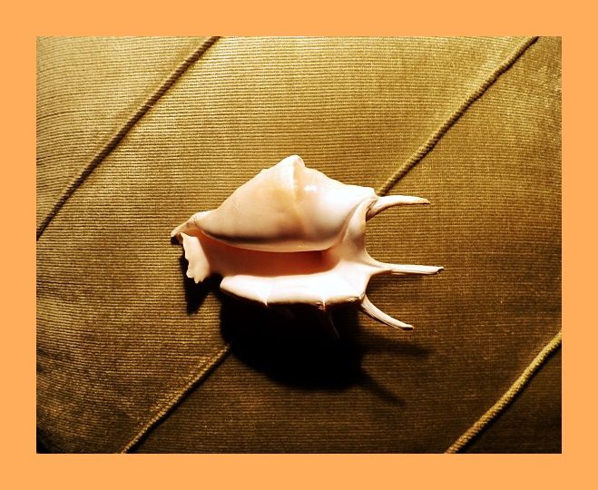 красива морска раковина