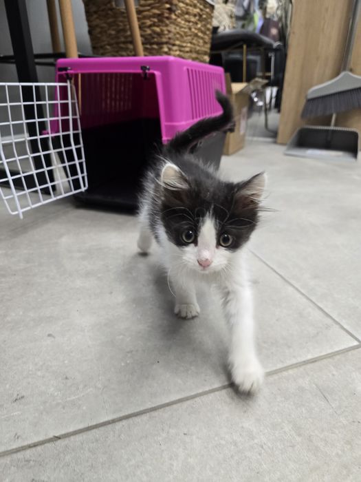 Подарявам КОТЕ !!!