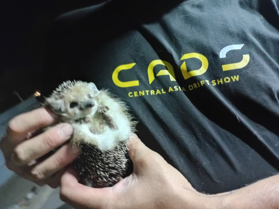 Продам ёжика 5000