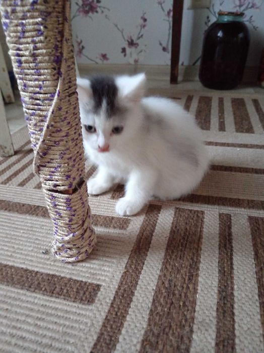 Котята ищут дом.