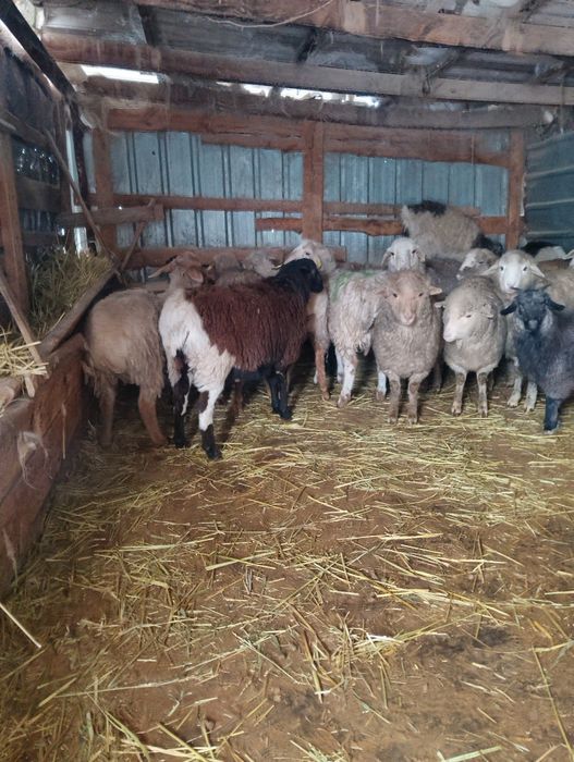 Продаются баланы