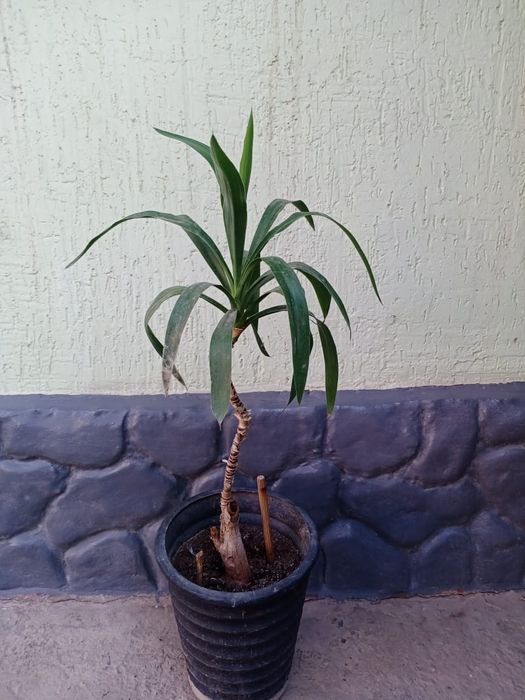 Комнатные цветы .