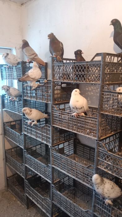 Голуби Самаркандские Голубь