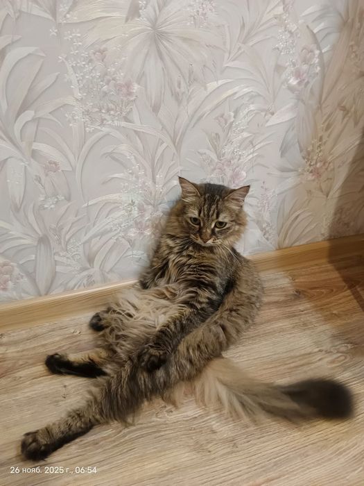 Кошку отдам в хорошие руки