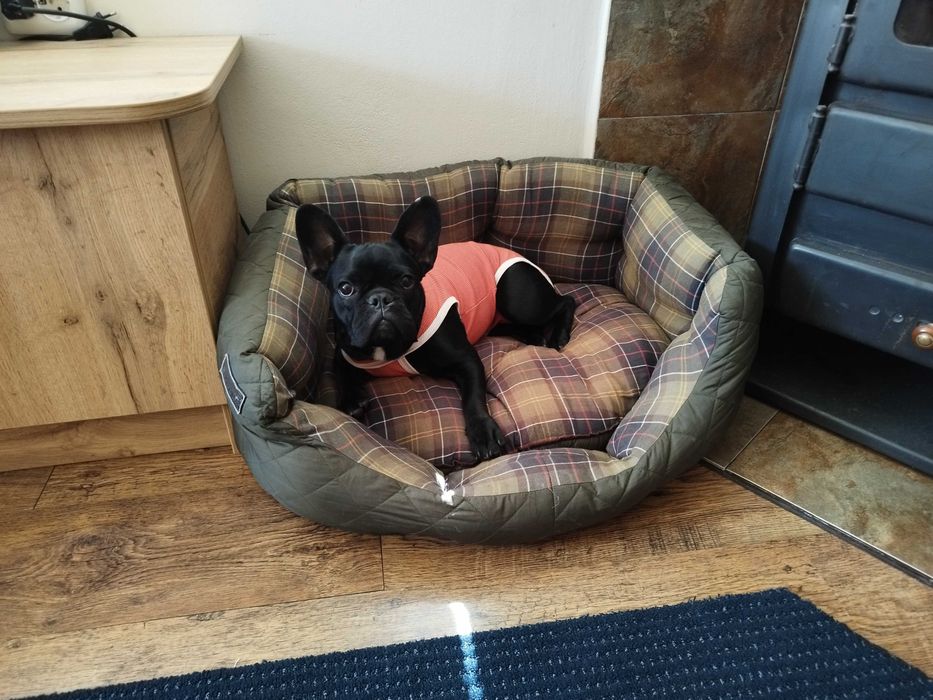 Дрешка за куче и котка -Copper body classic size 4 -6-7,5кг