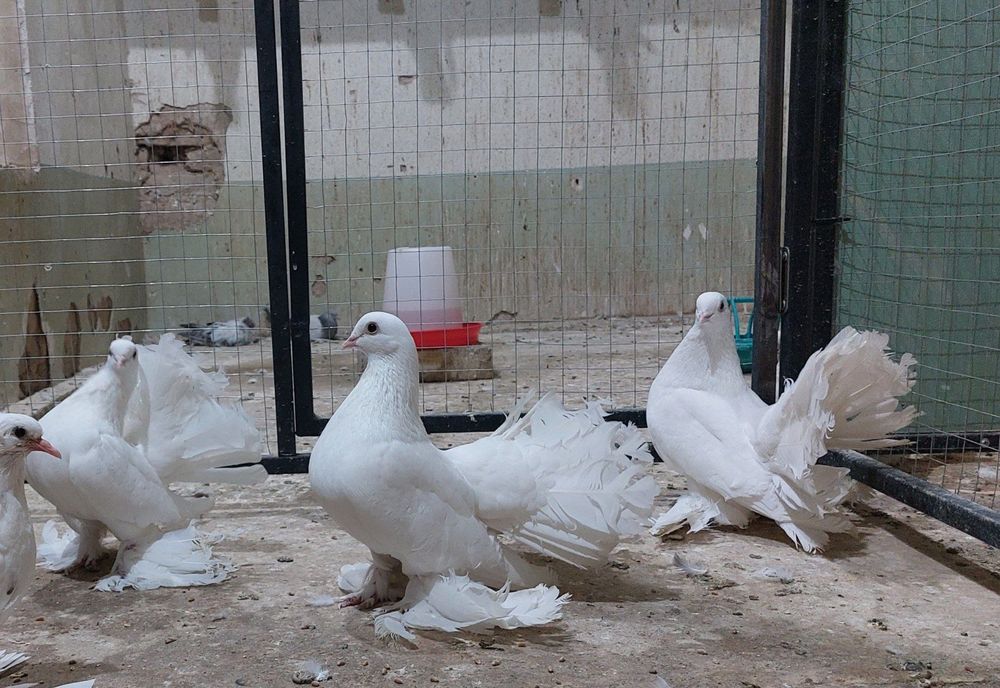 Павлин кабутарлари оптом сотилади 7 дона...