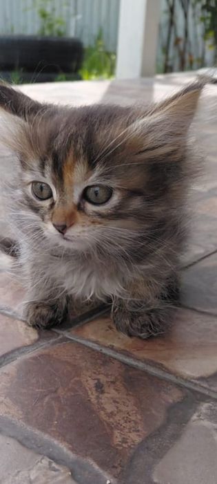 Отдам котенка  в хорошие руки