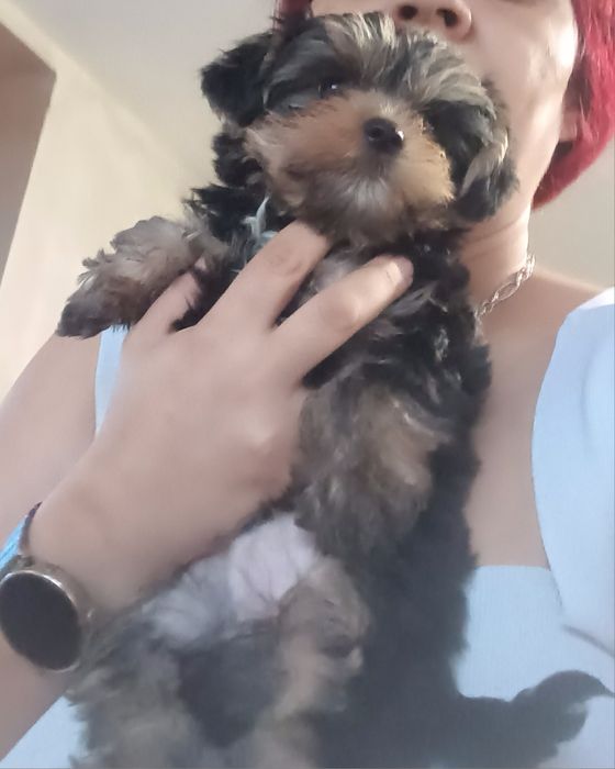 Мъжки мини йорки