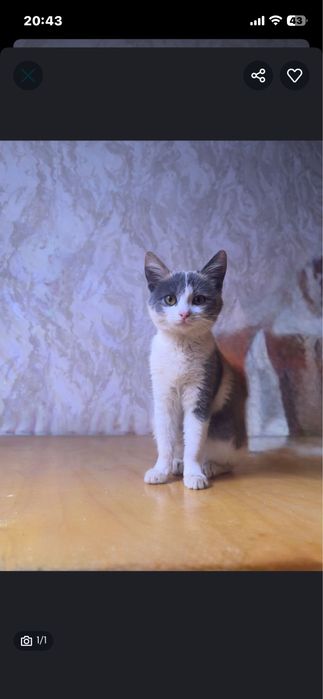 Хорошая кошка )))