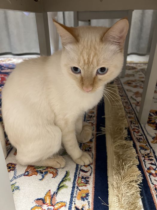 Отдам в хорошие руки