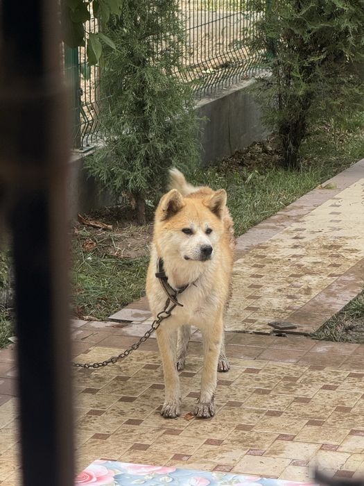 Акина ину продается собака