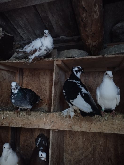 De vanzare porumbei incaltati si preoti saxoni