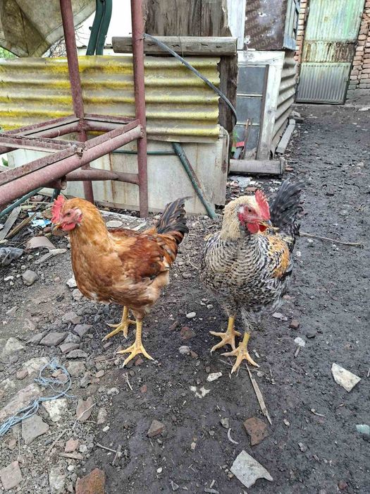 Продавам домашни петли