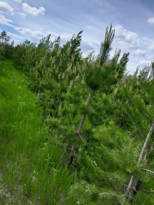 Сосна обыкновенная