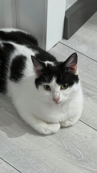 Кошка в добрые руки