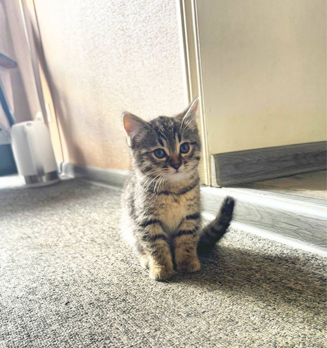 Котенок, в добрые руки.