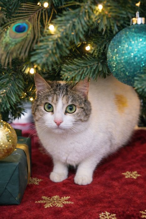 Кошечка ТАСЯ ищет семью. Стерилизована. Трехцветка