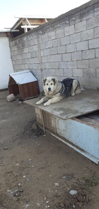 Ит сатылады бағасы 20к