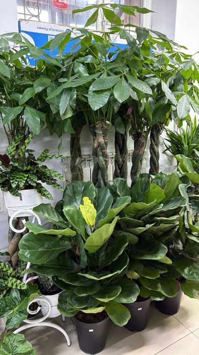 Крупные растения на подарок