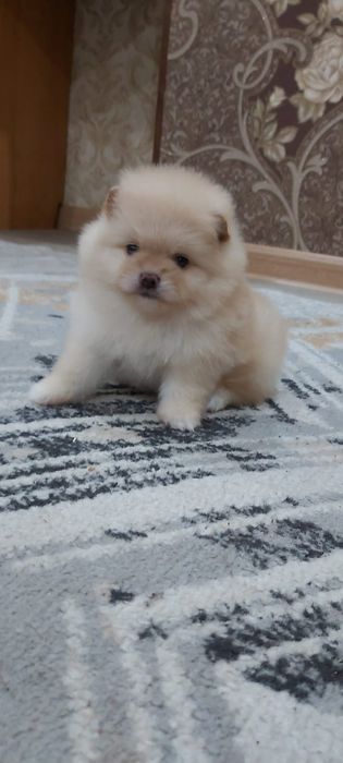 Кремовые шпицы кукольные