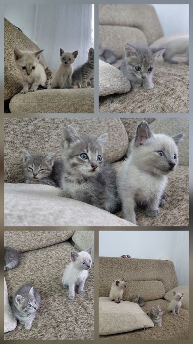 Отдам котят в добрые руки