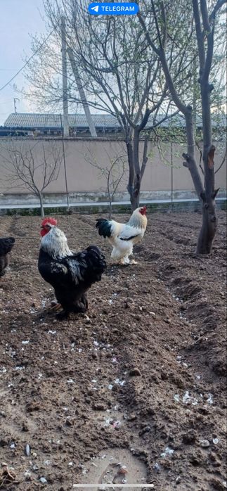 Soğlom gigant brama