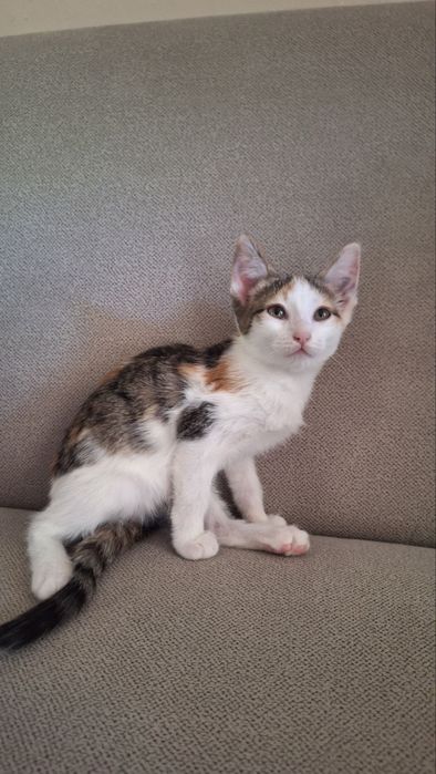 Котенок (девочка)