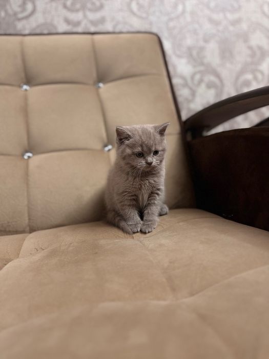 Девочка шотландской породы, голубой цвет