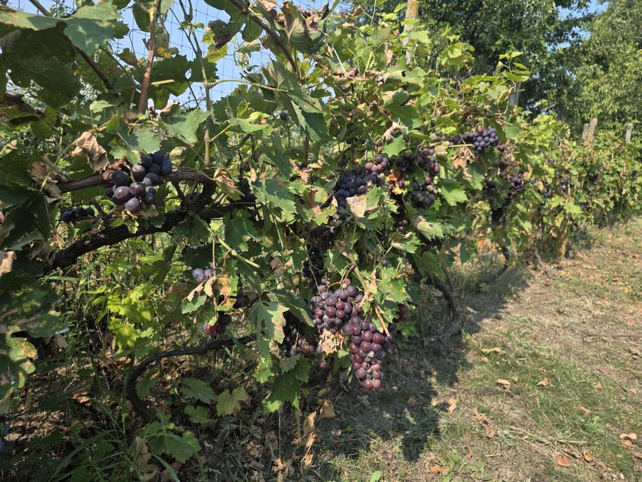 Struguri  Albi de vin