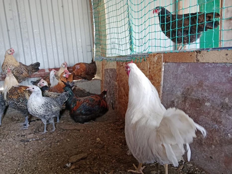 Легорн әтеші сатылады.