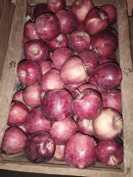 Продам... Яблоки...