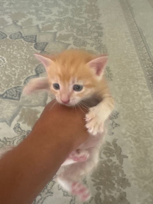 Котёнок британский маленький