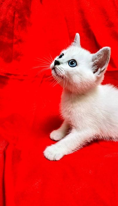 Котята британские шиншиллы