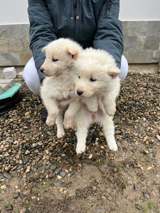 Подарявам кученца