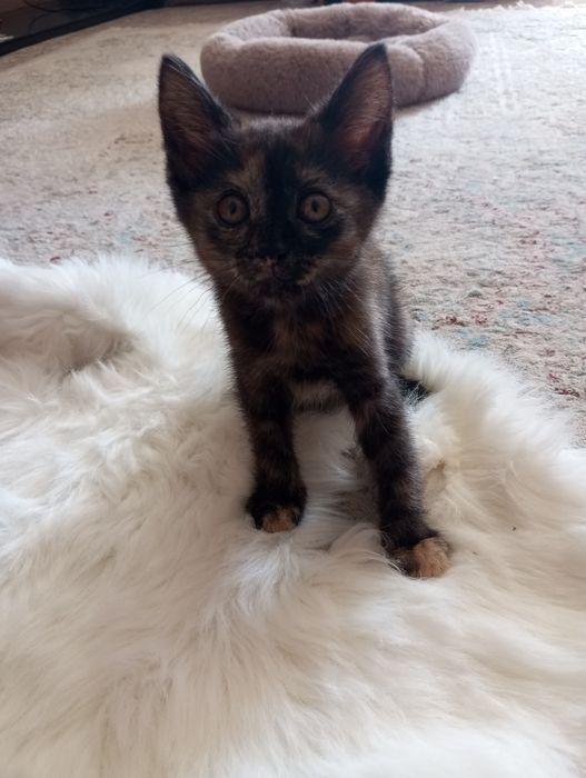 отдам котенка в добрые руки
